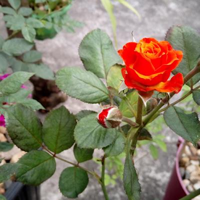 Giấc mơ đêm qua